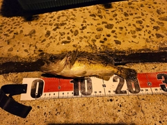 クロソイの釣果