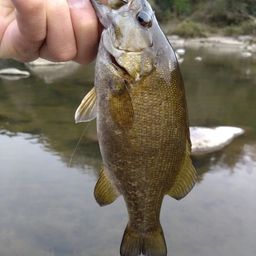 スモールマウスバス