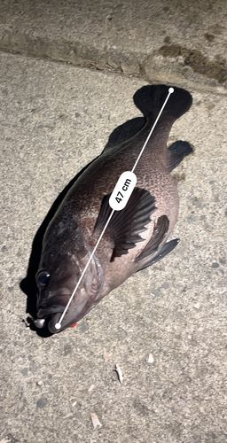 ソイの釣果