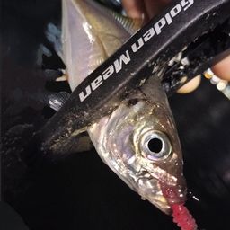 アジ