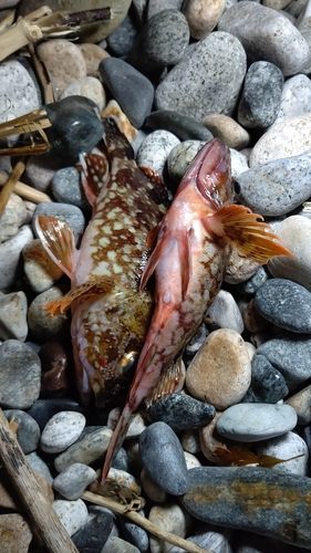 メバルの釣果