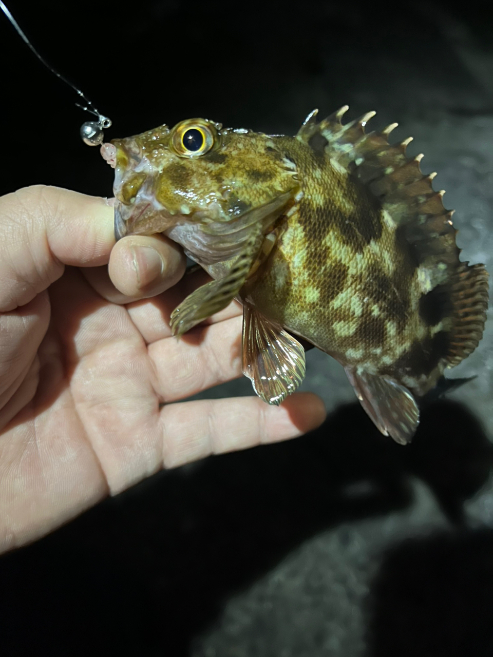 SHIMANO 22ミラベル C2000Sの最安値・インプレ・釣果 | 本音の