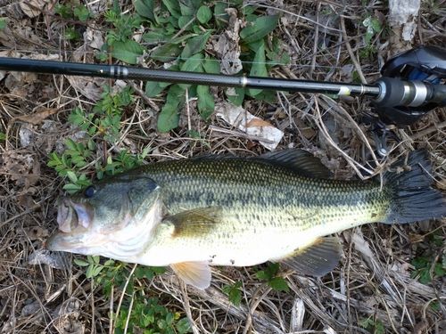 ラージマウスバスの釣果