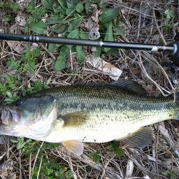 ラージマウスバス