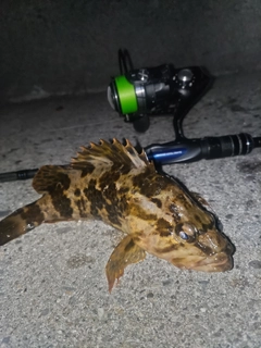 タケノコメバルの釣果