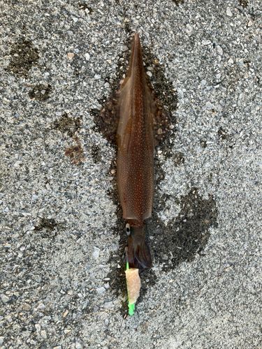 ヤリイカの釣果