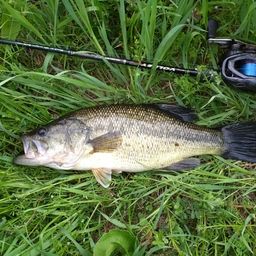 ラージマウスバス