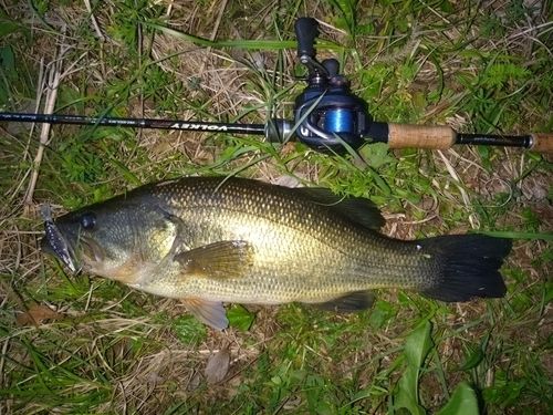 ラージマウスバスの釣果