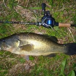 ラージマウスバス