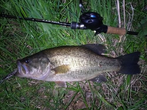 ラージマウスバスの釣果