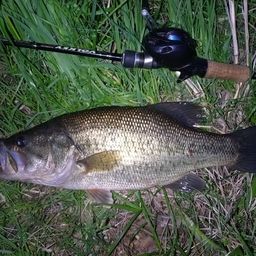 ラージマウスバス