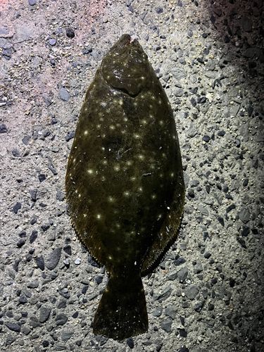 ヒラメの釣果
