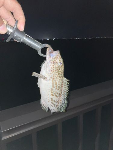 イシミーバイの釣果