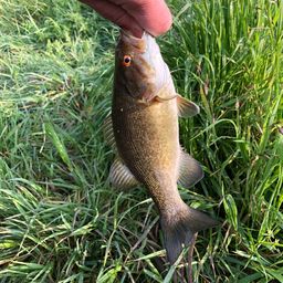 スモールマウスバス