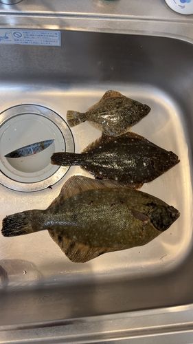 カレイの釣果