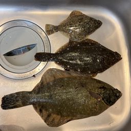 カレイ