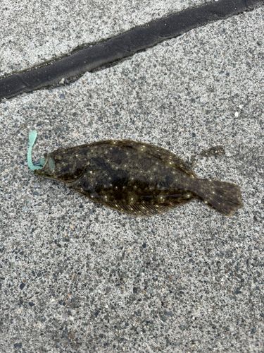 ヒラメの釣果