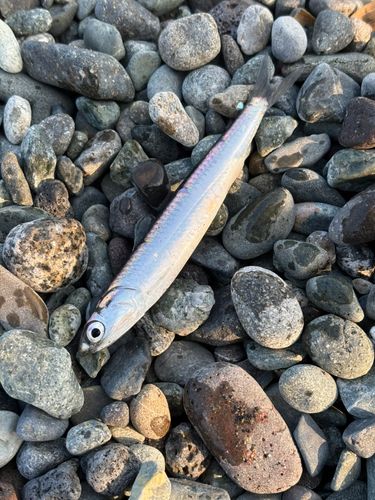 ウルメイワシの釣果