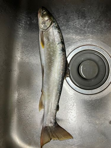 釣果