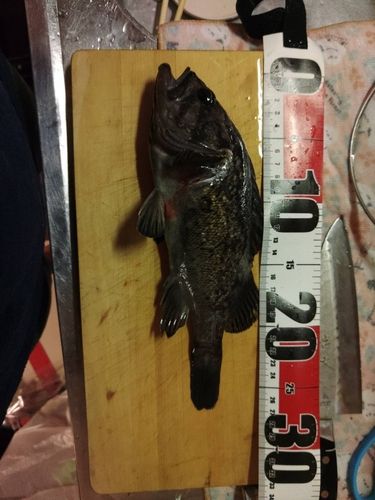 クロソイの釣果