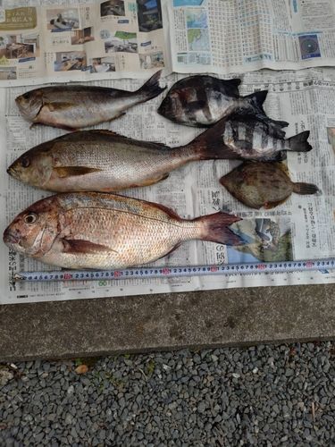 マダイの釣果