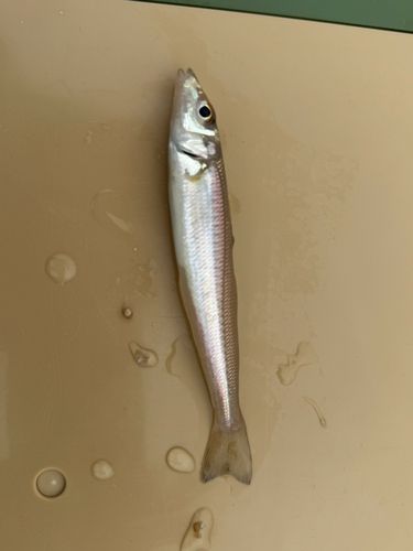 シロギスの釣果