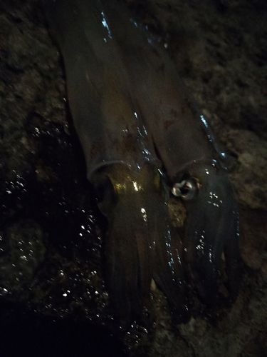 ヤリイカの釣果