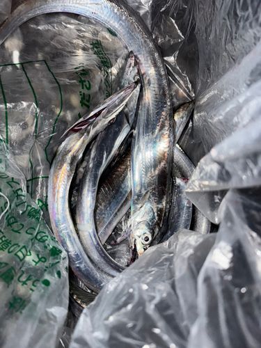 タチウオの釣果