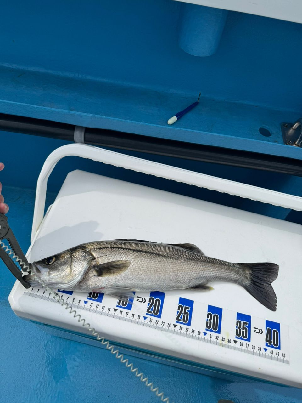 たかみー0316さんの釣果 2枚目の画像