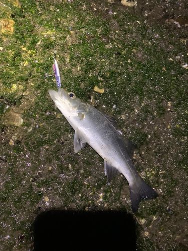 セイゴ（ヒラスズキ）の釣果