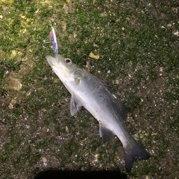 セイゴ（ヒラスズキ）