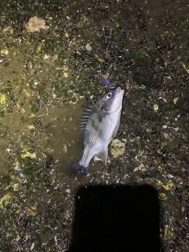 キビレの釣果