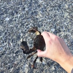 モクズガニ