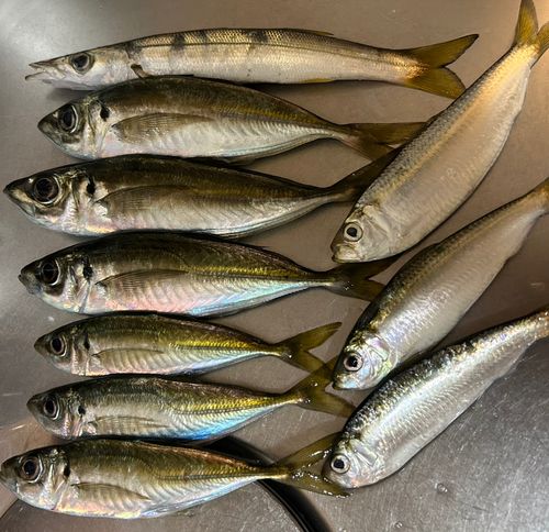アジの釣果