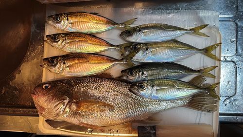 アジの釣果