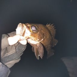 メバル