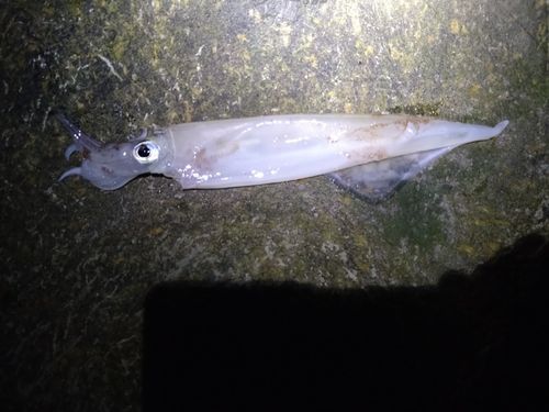 ヤリイカの釣果