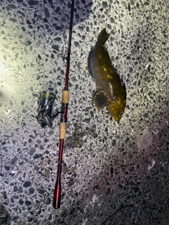 アイナメの釣果
