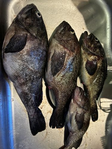 マゾイの釣果