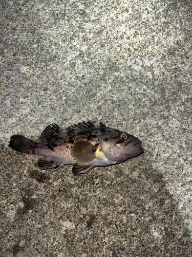 クロソイの釣果