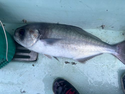 メダイの釣果