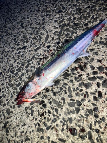 サゴシの釣果