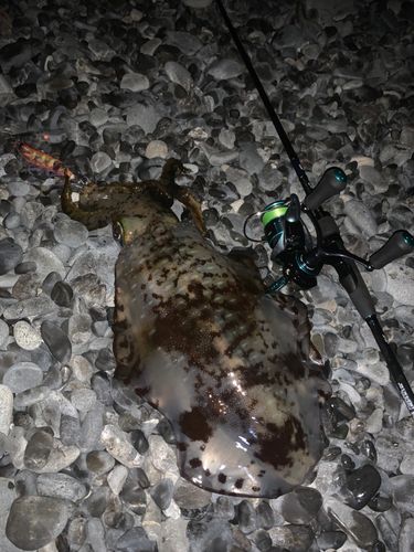 アオリイカの釣果