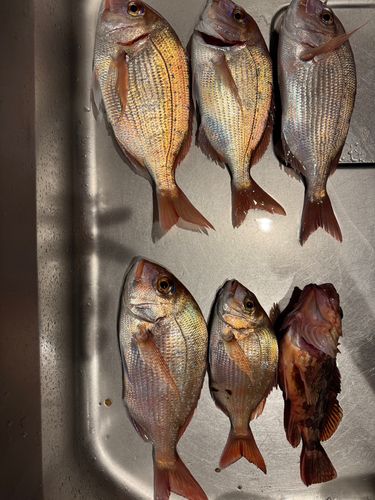 マダイの釣果
