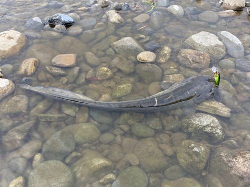 ナマズの釣果