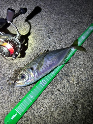 マアジの釣果