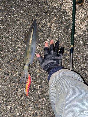 ヤリイカの釣果