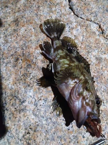 ガシラの釣果