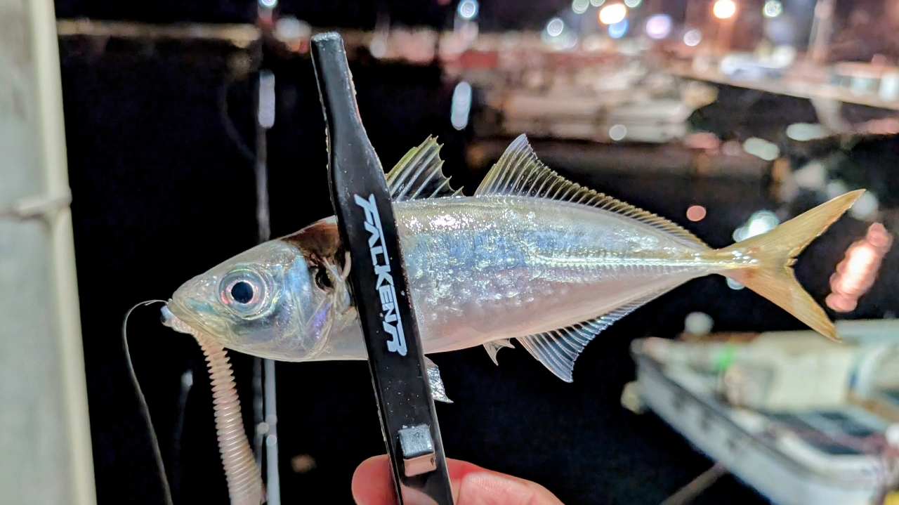 DAIWA 20月下美人 アジング 510UL-Sの最安値・インプレ・釣果