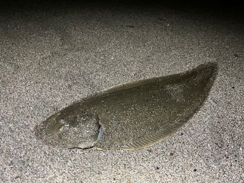 シタビラメの釣果